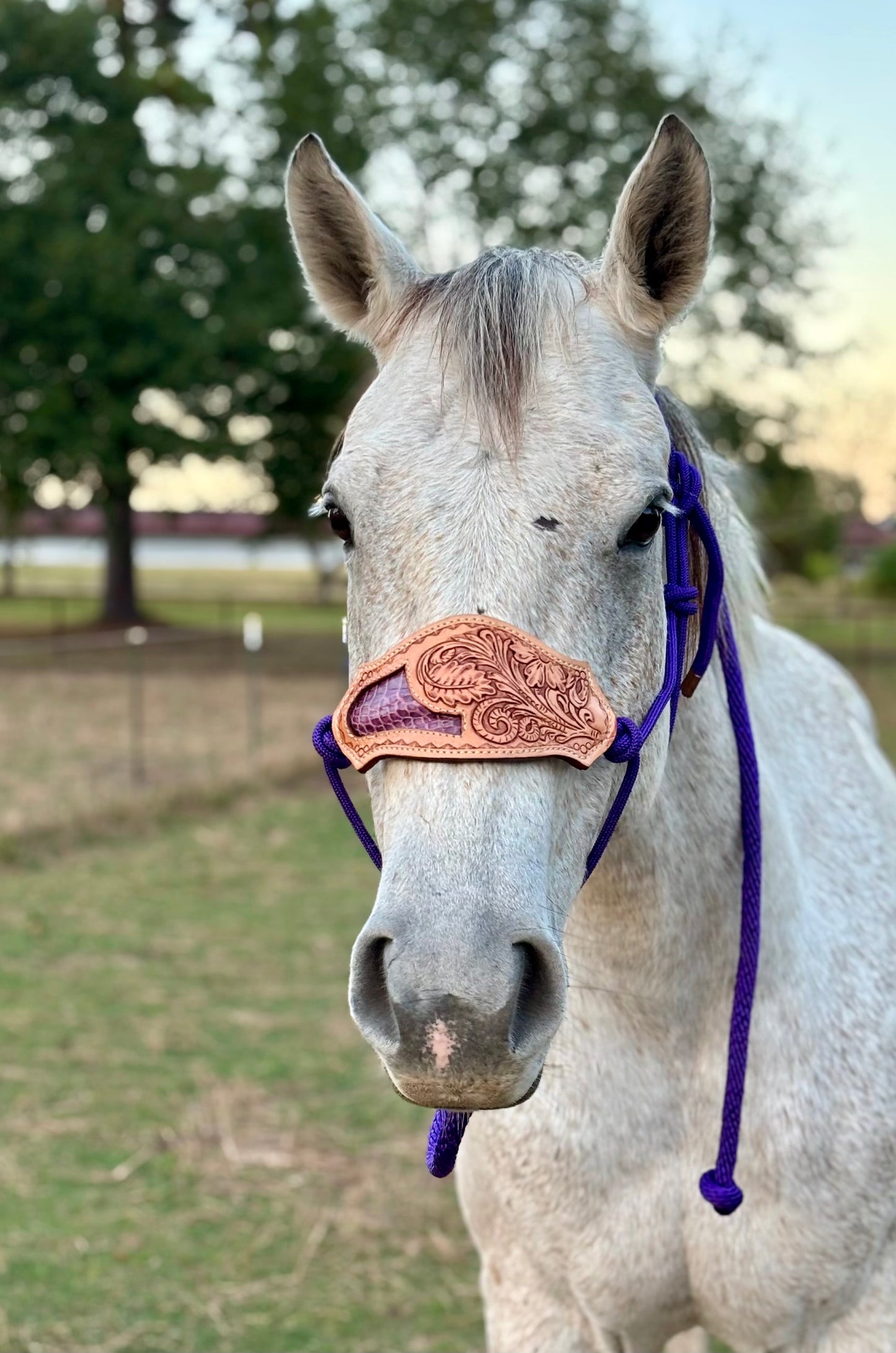 Purple Rope halter