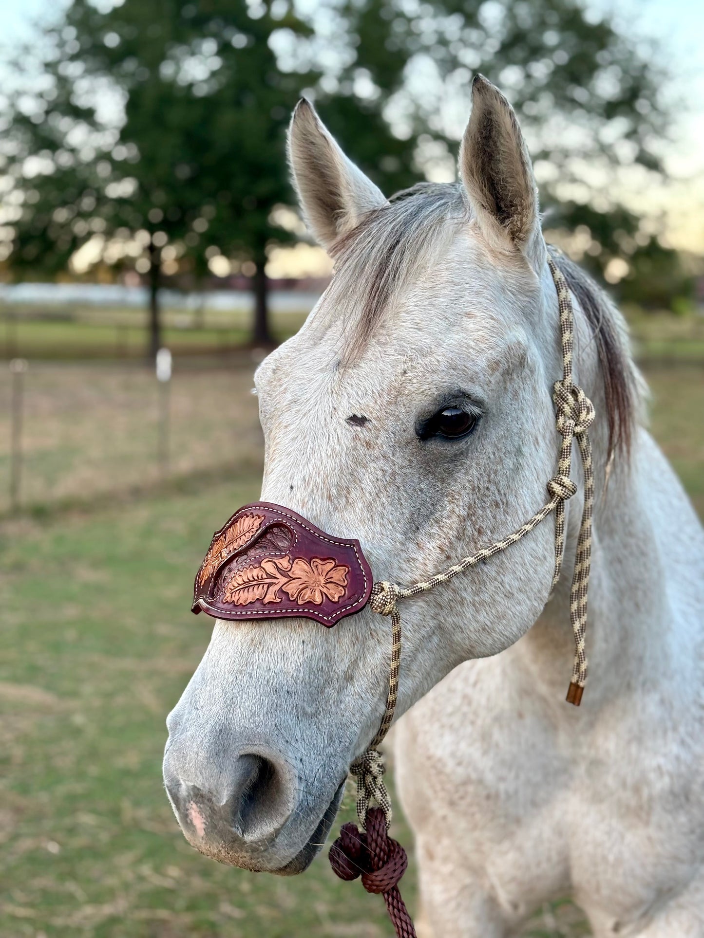 Brown Cayman nose and rope halter ￼